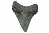 Serrated, Chubutensis Tooth - Megalodon Ancestor #272499-1
